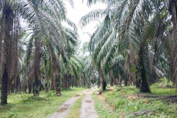 500 Acres FREEHOLD Palm Oil Plantation, Kuala Pilah, Negeri Sembilan N9 for SALE