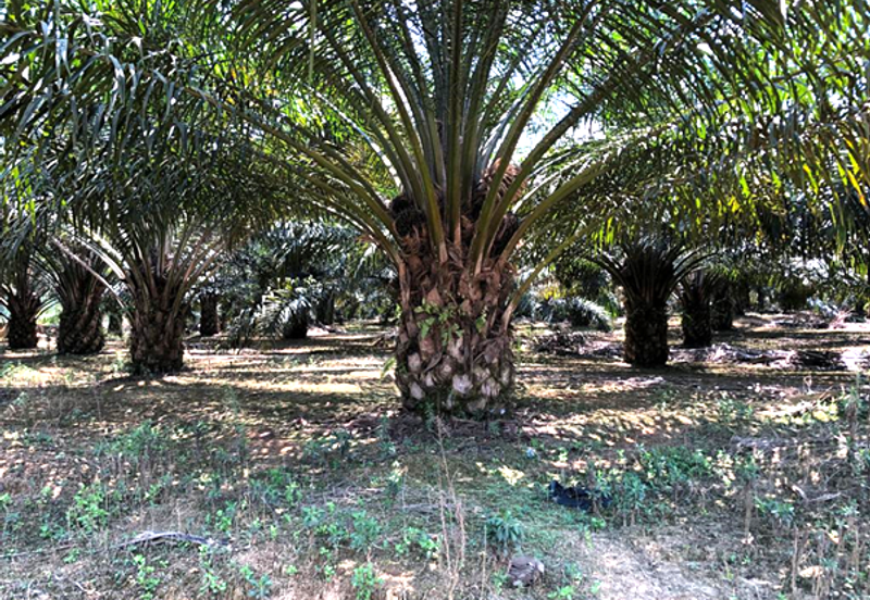 10,526 Acres Palm Oil Plantation + Rubber Plantation, Gua Musang, Kelantan for SALE