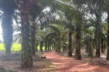 100 Acres Palm Oil Plantation + Cowshed, Rompin, Pahang for SALE