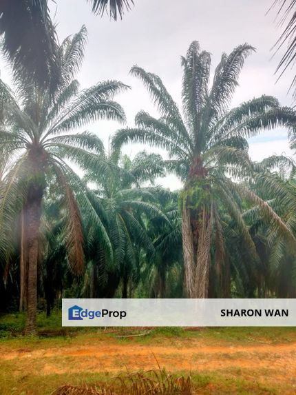 101 Acres FREEHOLD Palm Oil Plantation, Parit, Perak for SALE, Perak, Parit