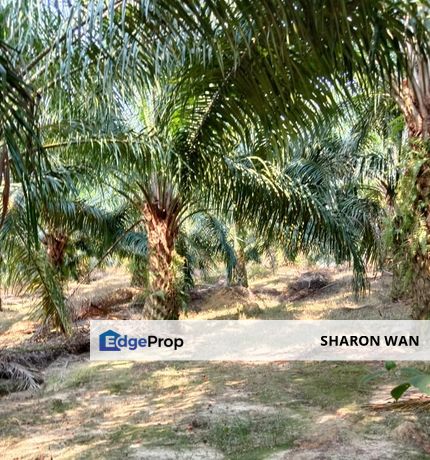 103 Acres FREEHOLD Palm Oil Plantation, Gemencheh, Negeri Sembilan for SALE, Negeri Sembilan, Gemencheh