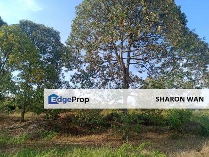 6.737 Acres FREEHOLD Durian Orchard, Simpang Pertang, Negeri Sembilan (N9) for SALE, Negeri Sembilan, Jelebu