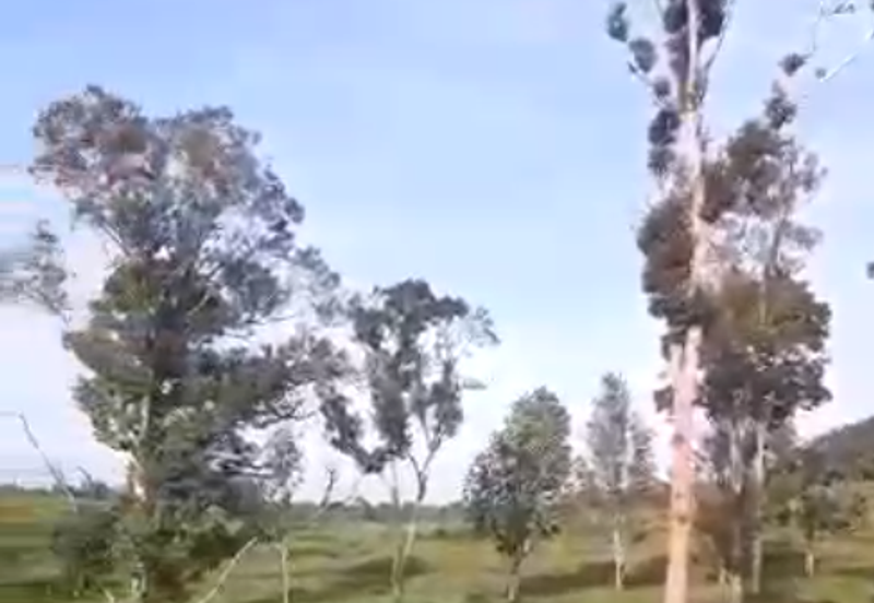 162.6 Acres Durian Orchard, Kerling, Kuala Kubu Bharu, Selangor For SALE