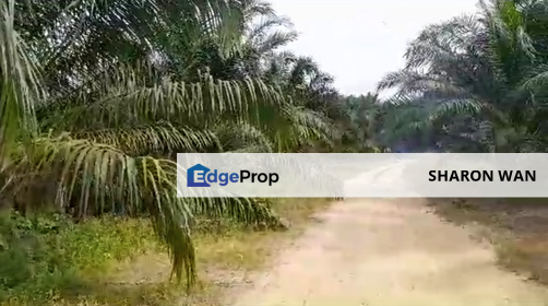 200 Acres FREEHOLD Palm Oil Plantation, Taiping, Perak for SALE, Perak, Taiping