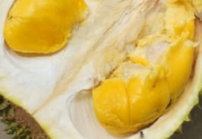 6.737 Acres FREEHOLD Durian Orchard, Simpang Pertang, Negeri Sembilan N9 for SALE