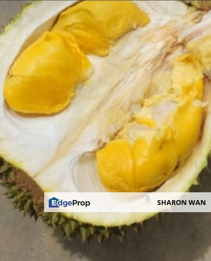 6.737 Acres FREEHOLD Durian Orchard, Simpang Pertang, Negeri Sembilan N9 for SALE, Negeri Sembilan, Simpang Pertang