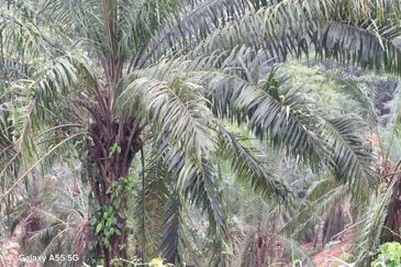 2100 Acres Palm Oil Plantation, Pitas, Sabah for SALE