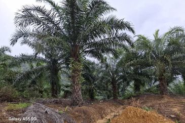 2100 Acres Palm Oil Plantation, Pitas, Sabah for SALE