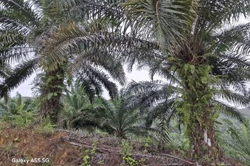 2100 Acres Palm Oil Plantation, Pitas, Sabah for SALE