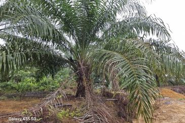 2100 Acres Palm Oil Plantation, Pitas, Sabah for SALE