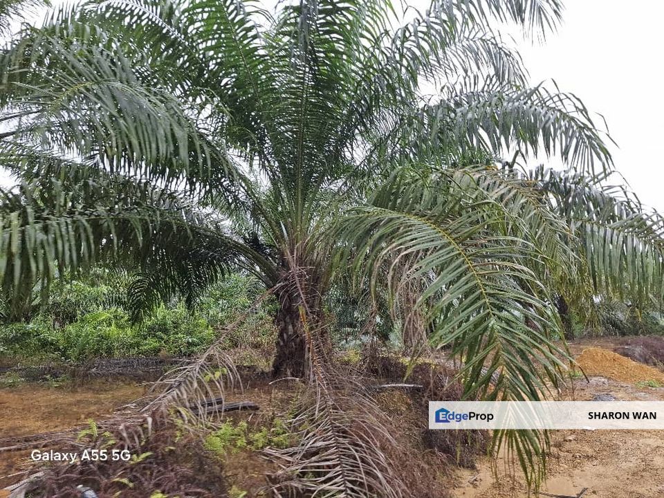 2100 Acres Palm Oil Plantation, Pitas, Sabah for SALE, Sabah, Pitas