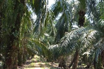 50 Acres Palm Oil Plantation, Kinta, Perak for SALE 