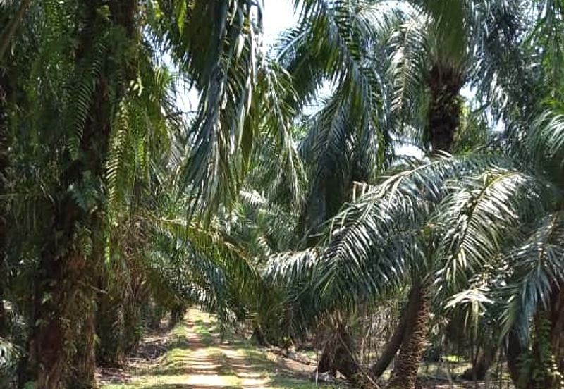 50 Acres Palm Oil Plantation, Kinta, Perak for SALE 