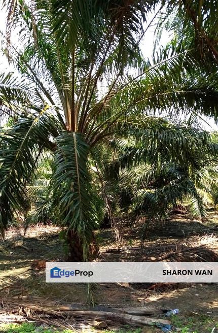 50 Acres Palm Oil Plantation, Kinta, Perak for SALE , Perak, Kinta