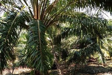 50 Acres Palm Oil Plantation, Kinta, Perak for SALE 