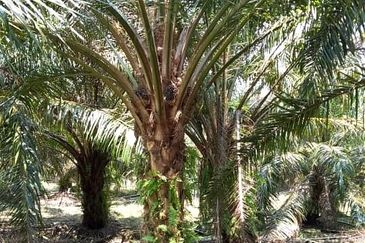 50 Acres Palm Oil Plantation, Kinta, Perak for SALE 