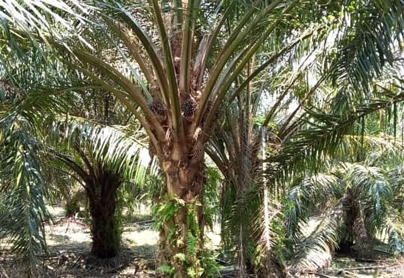 50 Acres Palm Oil Plantation, Kinta, Perak for SALE 