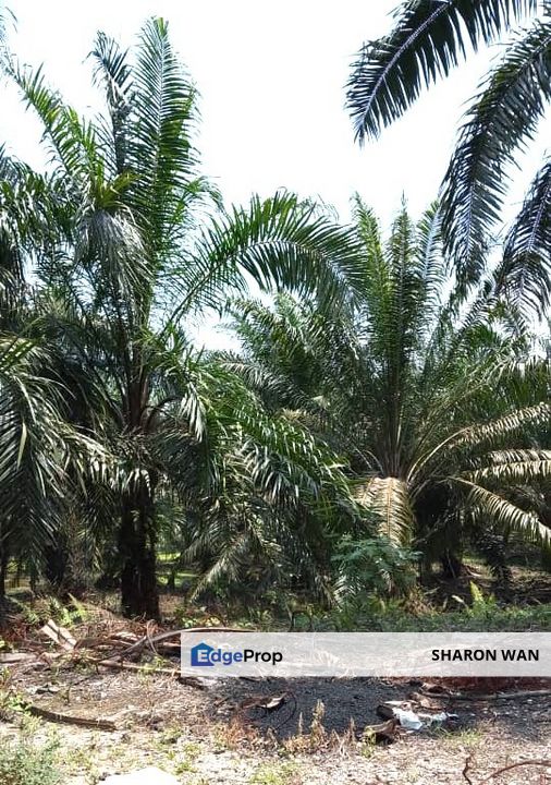 50 Acres Palm Oil Plantation, Kinta, Perak for SALE , Perak, Kinta