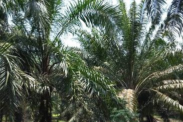 50 Acres Palm Oil Plantation, Kinta, Perak for SALE 