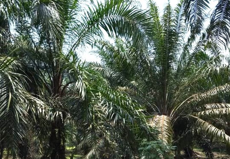 50 Acres Palm Oil Plantation, Kinta, Perak for SALE 