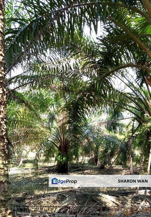50 Acres Palm Oil Plantation, Kinta, Perak for SALE , Perak, Kinta