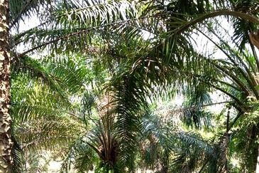50 Acres Palm Oil Plantation, Kinta, Perak for SALE 