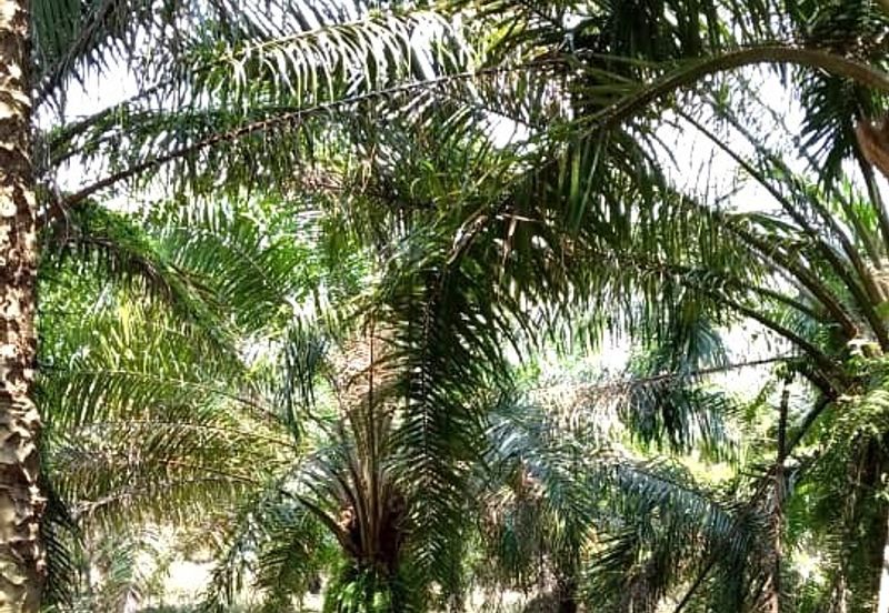 50 Acres Palm Oil Plantation, Kinta, Perak for SALE 