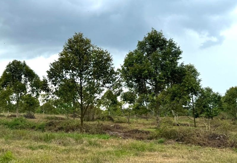 38 Acres FREEHOLD Durian Orchard, Beruas, Perak for SALE