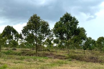 38 Acres FREEHOLD Durian Orchard, Beruas, Perak for SALE