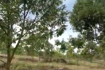 38 Acres FREEHOLD Durian Orchard, Beruas, Perak for SALE