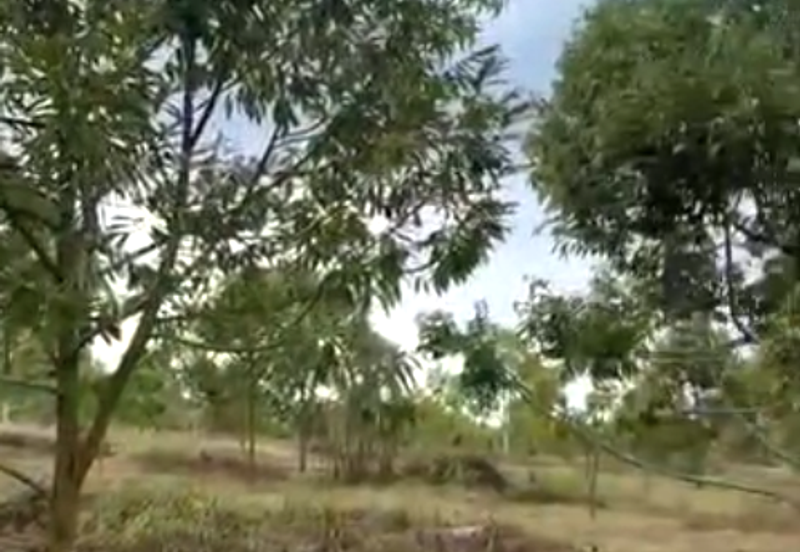 38 Acres FREEHOLD Durian Orchard, Beruas, Perak for SALE