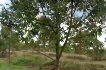 38 Acres FREEHOLD Durian Orchard, Beruas, Perak for SALE