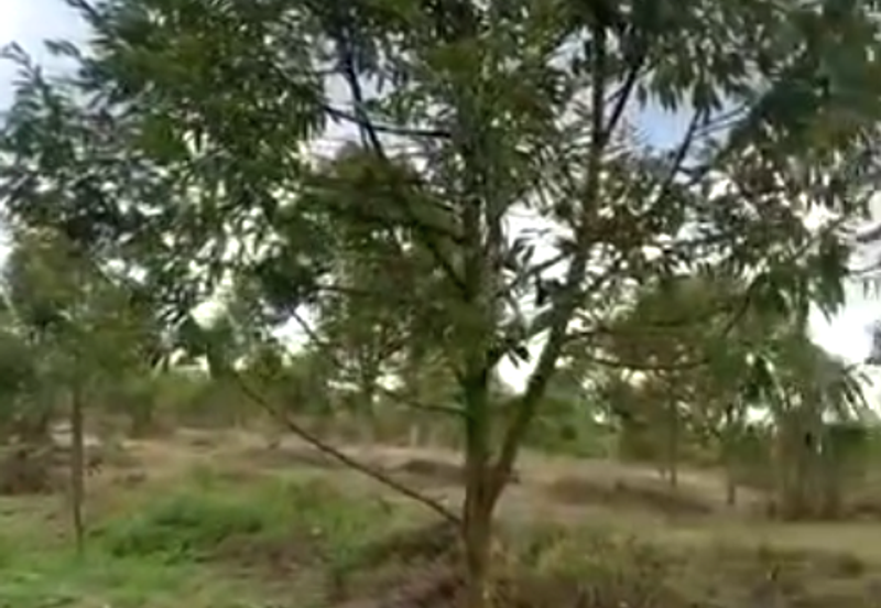 38 Acres FREEHOLD Durian Orchard, Beruas, Perak for SALE