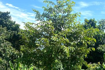 72 Acres Durian Orchard, Kuala Kangsar, Perak for SALE