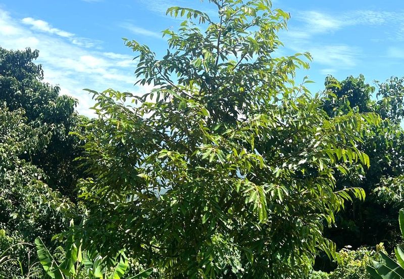 72 Acres Durian Orchard, Kuala Kangsar, Perak for SALE