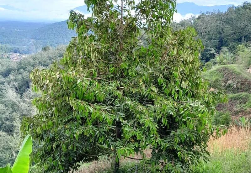 72 Acres Durian Orchard, Kuala Kangsar, Perak for SALE