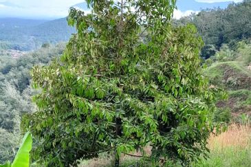 72 Acres Durian Orchard, Kuala Kangsar, Perak for SALE