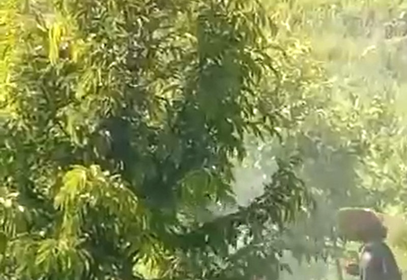 72 Acres Durian Orchard, Kuala Kangsar, Perak for SALE