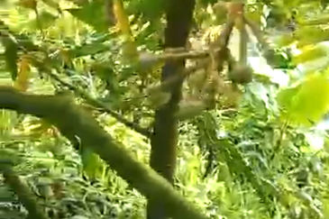 72 Acres Durian Orchard, Kuala Kangsar, Perak for SALE