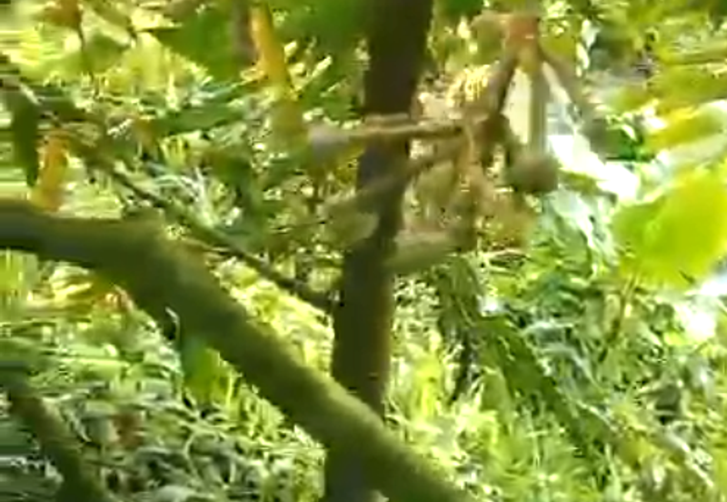 72 Acres Durian Orchard, Kuala Kangsar, Perak for SALE