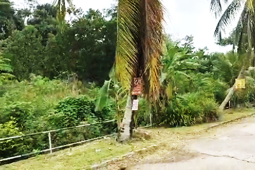 60 Acres Development Land, Kulim, Kedah For JV