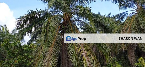 2900 Acres Palm Oil Plantation, Setiu, Terengganu For RENT, Terengganu, Setiu