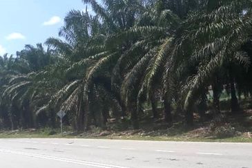 3,246 Acres FREEHOLD Palm Oil Plantation, Gua Musang, Kelantan for SALE