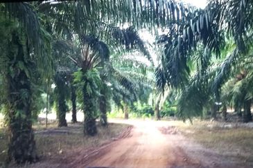 3,246 Acres FREEHOLD Palm Oil Plantation, Gua Musang, Kelantan for SALE