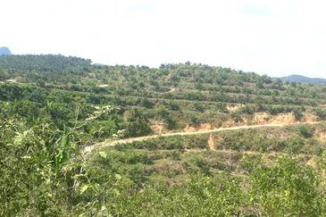 3,246 Acres FREEHOLD Palm Oil Plantation, Gua Musang, Kelantan for SALE