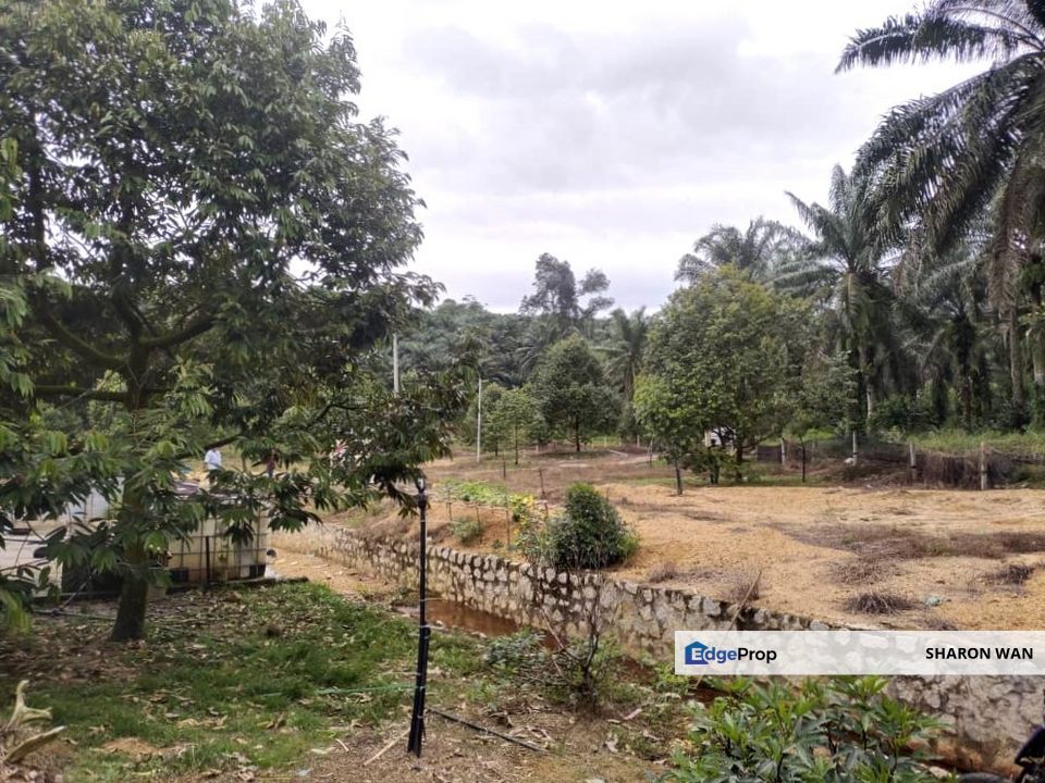 47 Acres FREEHOLD Durian Farm, Temoh, Batang Padang, Perak for SALE, Perak, Batang Padang