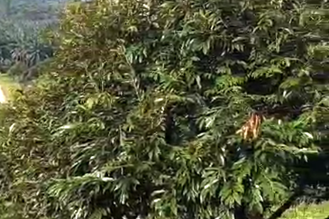 47 Acres FREEHOLD Durian Farm, Temoh, Batang Padang, Perak for SALE