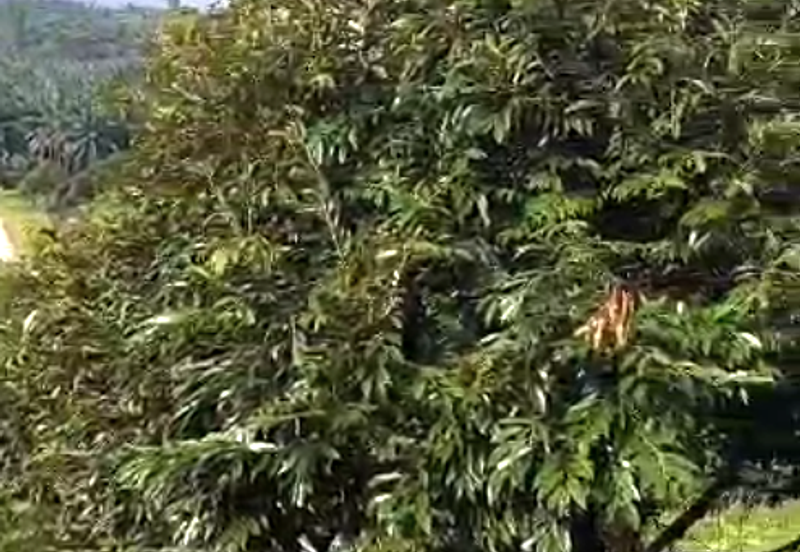 47 Acres FREEHOLD Durian Farm, Temoh, Batang Padang, Perak for SALE