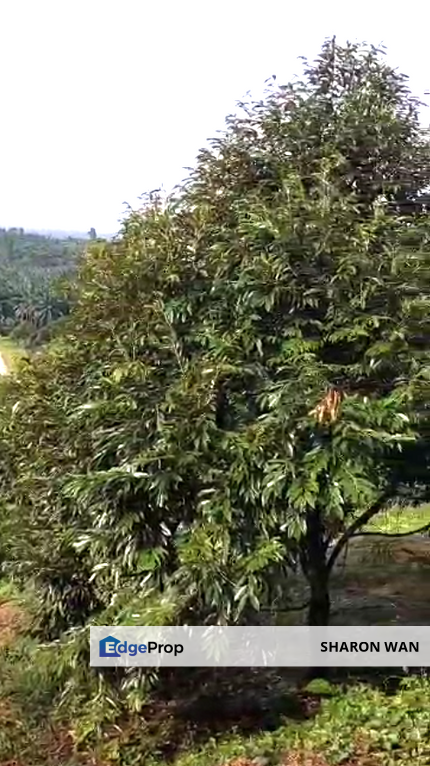 47 Acres FREEHOLD Durian Farm, Temoh, Batang Padang, Perak for SALE, Perak, Batang Padang