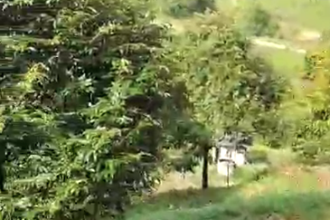 47 Acres FREEHOLD Durian Farm, Temoh, Batang Padang, Perak for SALE